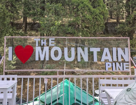 The Mountain Pine ( Nainital ) 